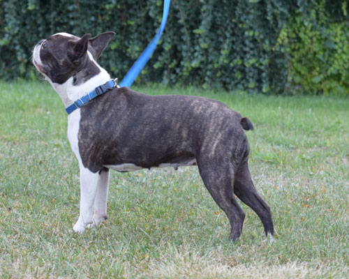 RENMIL - Hodowla Cocker Spaniel Angielski & Boston Terrier & Lagotto ...